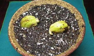 芒果籽的种植方法